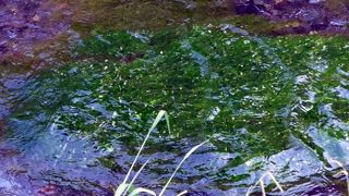 三島梅花藻が群生する御殿川