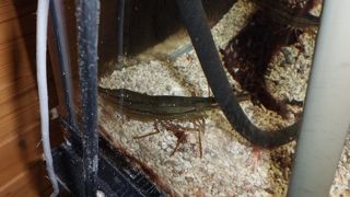 水槽の北海シマエビ