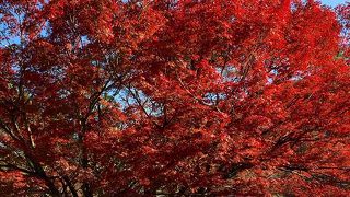 紅葉が素晴らしい!