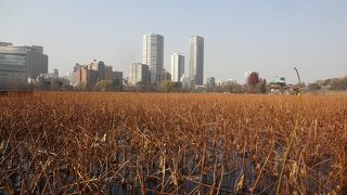 蓮が色づいてました