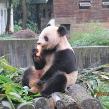 まず前菜の人参を食べます。