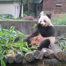 次は主菜の笹です。