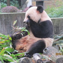 食事をするパンダは可愛い