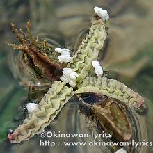 受粉しているウミショウブの雄花と雌花