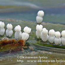 ウミショウブの雄花