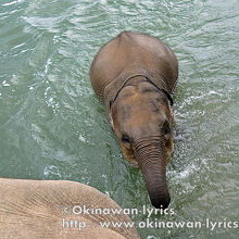 大人の象に乗って、川渡り。小象も付いてきます。