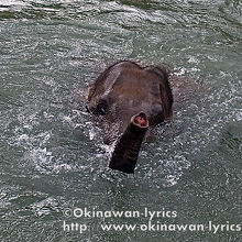 小象は川底に足が着かないので、泳ぎます（半分溺れている？）。