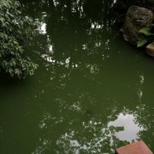 京都御苑内厳島神社内にある九条池。