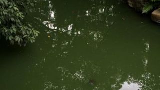 旧九條邸跡地にある池です～九條池～