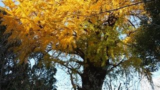 家康が植えたと伝えられる大銀杏