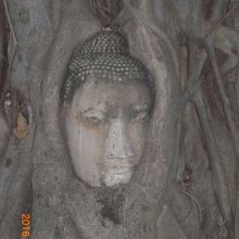 ビルマ軍により切り落とされた仏頭が木の根の間に抱かれています