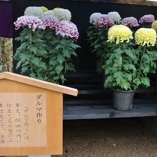 蛇紋岩植物園　仕立て菊