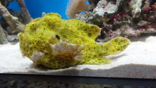 小さな水族館だが、展示の工夫もありそれなりに楽しい！