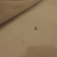 ベットに蚊が