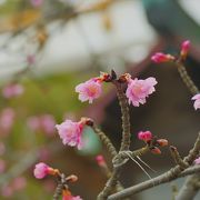 【鎌倉宮】河津桜開花