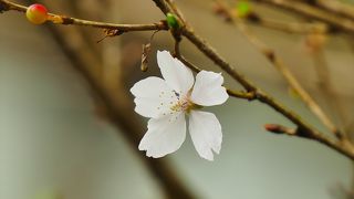 【瑞泉寺】冬桜が実に見事