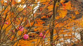 【妙本寺】梅開花　今の時期は梅がとっても有名だと思っております。