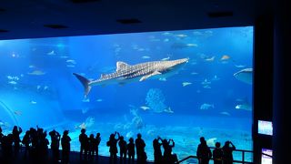 水族館は広大な公園の一部。公園（入場無料）だけでもたのしい。