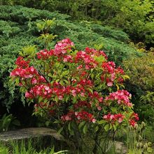 この時期の花はこの花がきれいでした。