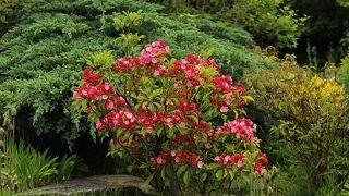 珍しい植物も見られる箱根湿生花園