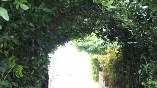 静かで風情のある並木道