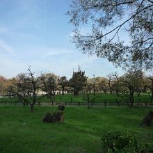 大阪城市正曲輪あたり