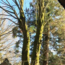 岩間山正法寺、霊木?桂?の木。