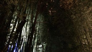 今年の紅葉は今ひとつ