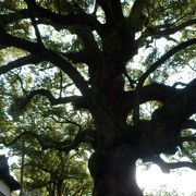 青蓮院庭園にある楠木の大木、京都市登録天然記念物指定