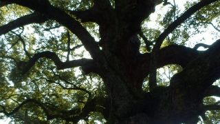 青蓮院庭園にある楠木の大木、京都市登録天然記念物指定
