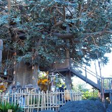 大きな木が目印です