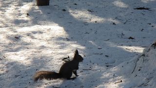 エゾリスに出会える