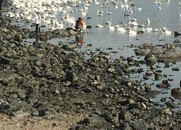 天鵞湖 (白鳥湖)