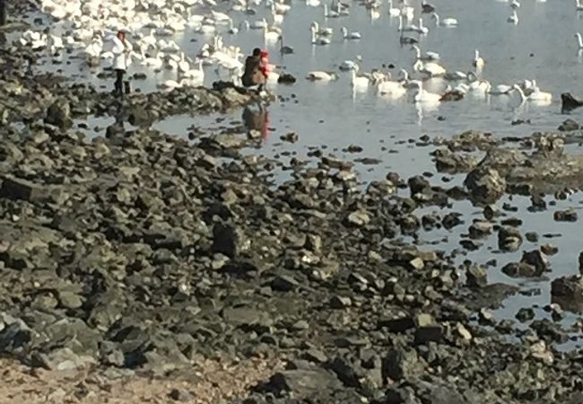 世界４大で中国最大の白鳥越冬湖