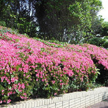 地球の丸く見える丘展望館に行く途中に咲いていたツツジ