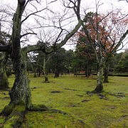 苔が綺麗な公園