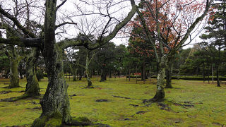 苔が綺麗な公園