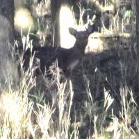 突然鹿に出会った