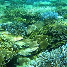 水深2メーター位の所にこんなに綺麗なサンゴ礁の群生のポイント