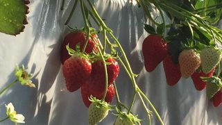 充実設備で満足のイチゴ狩り