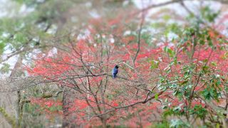 静かに時を刻む京都御所