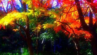 江戸東京今昔散歩!　広重の 絵本江戸土産 にも描かれた 紅葉の名所・・ 名主の滝公園