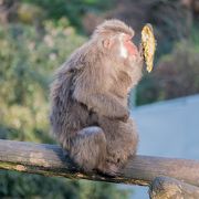 サルがいっぱいの動物園