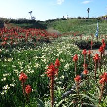 アロエの花もきれいです。