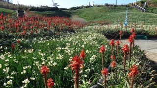 水仙まつりが有名です。