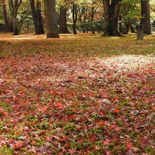 紅葉が積もる