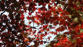 さいこうの紅葉です！