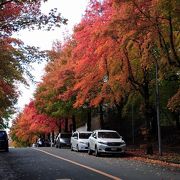 赤、黄、緑の三色の葉が美しい