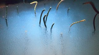 海遊館よりおしゃれな水族館