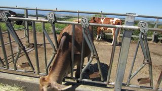 たまにはのんびりと